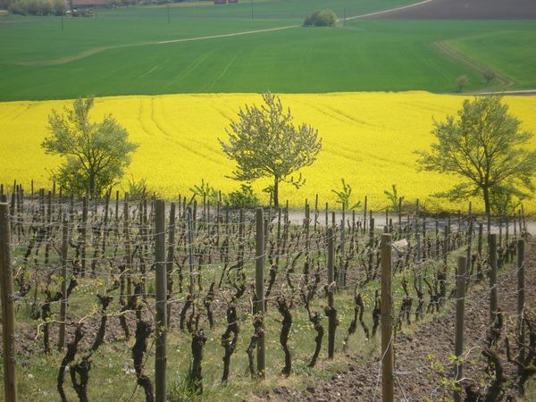 4 Tage Hans-Meyer-Geburtstagsweg-Wandern in Franken in Markt Nordheim, Bayern inkl. Halbpension