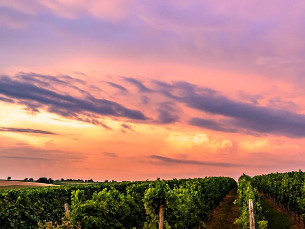 6 Tage Südpfalz Wandern mit Private Sauna und Therme in Herxheim OT Hayna Halbpension