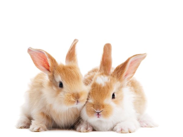 4 Tage Osterurlaub inkl. Eintritt Steintherme & HP+ in Niemegk Halbpension Plus