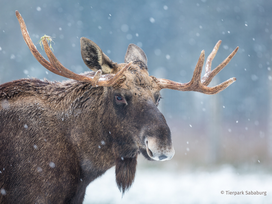 Tierpark Sababurg mit Hotel