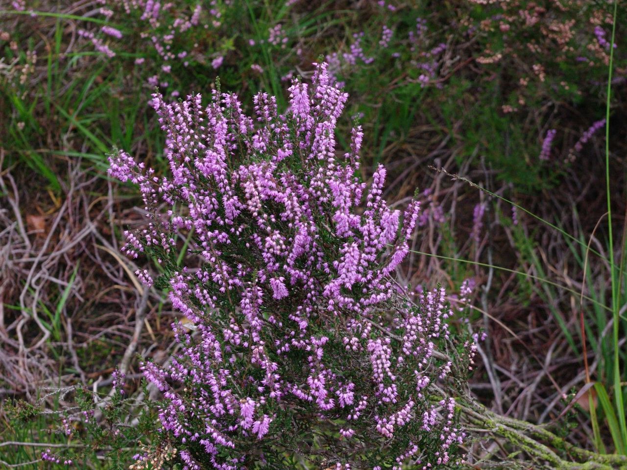 Lüneburger Heide per Rad entdecken