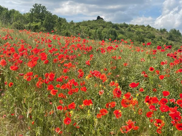 Mini Auszeit / 3 Tage in Thale, Sachsen-Anhalt inkl. Halbpension Plus