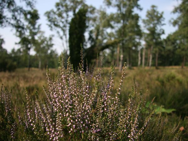 4 Tage im Niederländischen Schwarzwald in Rijssen inkl. Halbpension