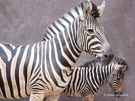 Tierpark und Tropen Aquarium Hagenbeck in Hamburg mit Hotel