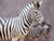 Tierpark und Tropen Aquarium Hagenbeck in Hamburg mit Hotel