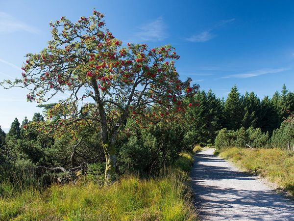 3 entspannte Tage im Schwarzwald mit Frühstück in Baiersbronn