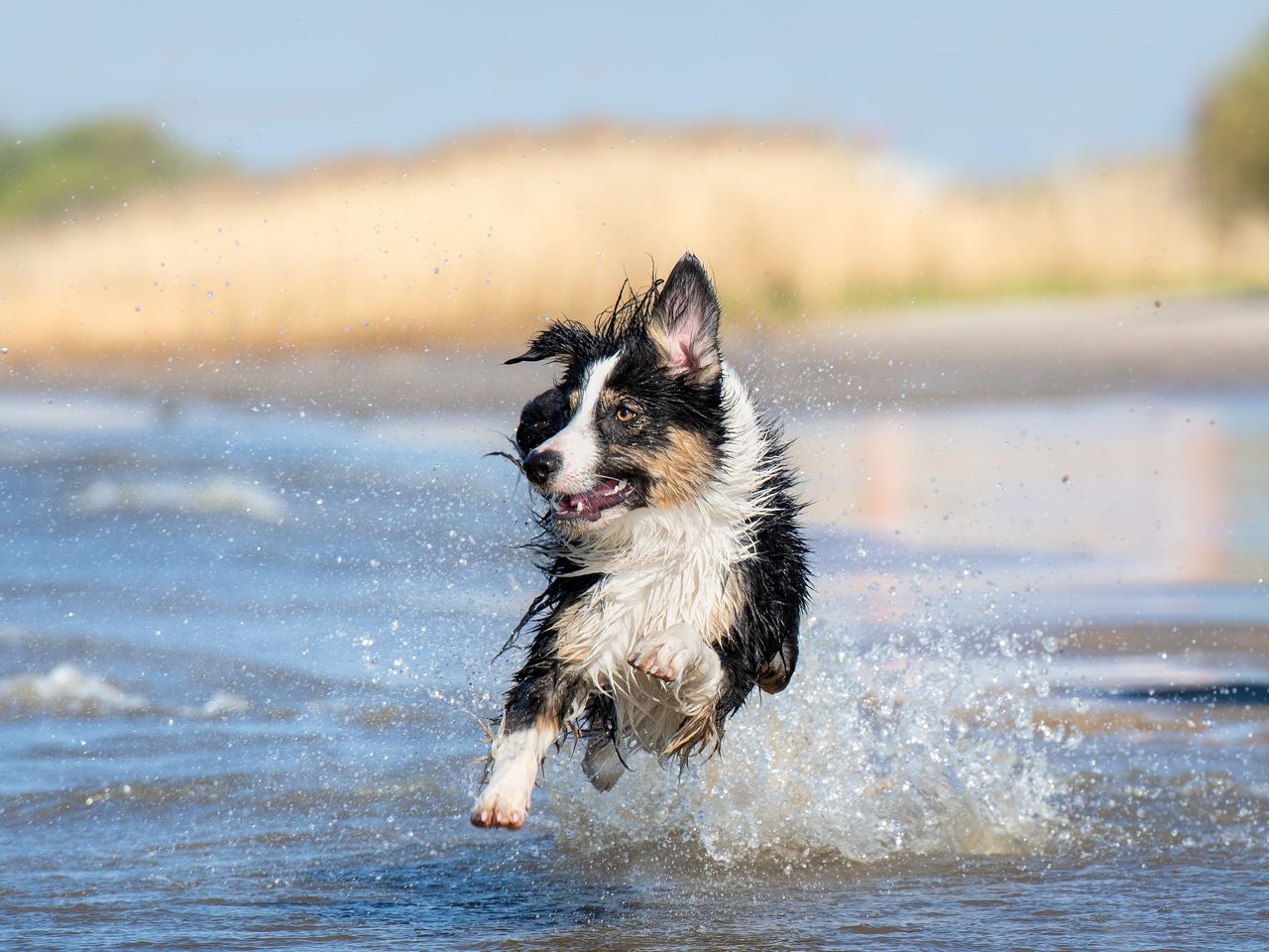 Auszeit mit Hund am Bernsteinsee