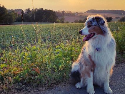 3 Tage mit dem Vierbeiner in die Fränkische Schweiz