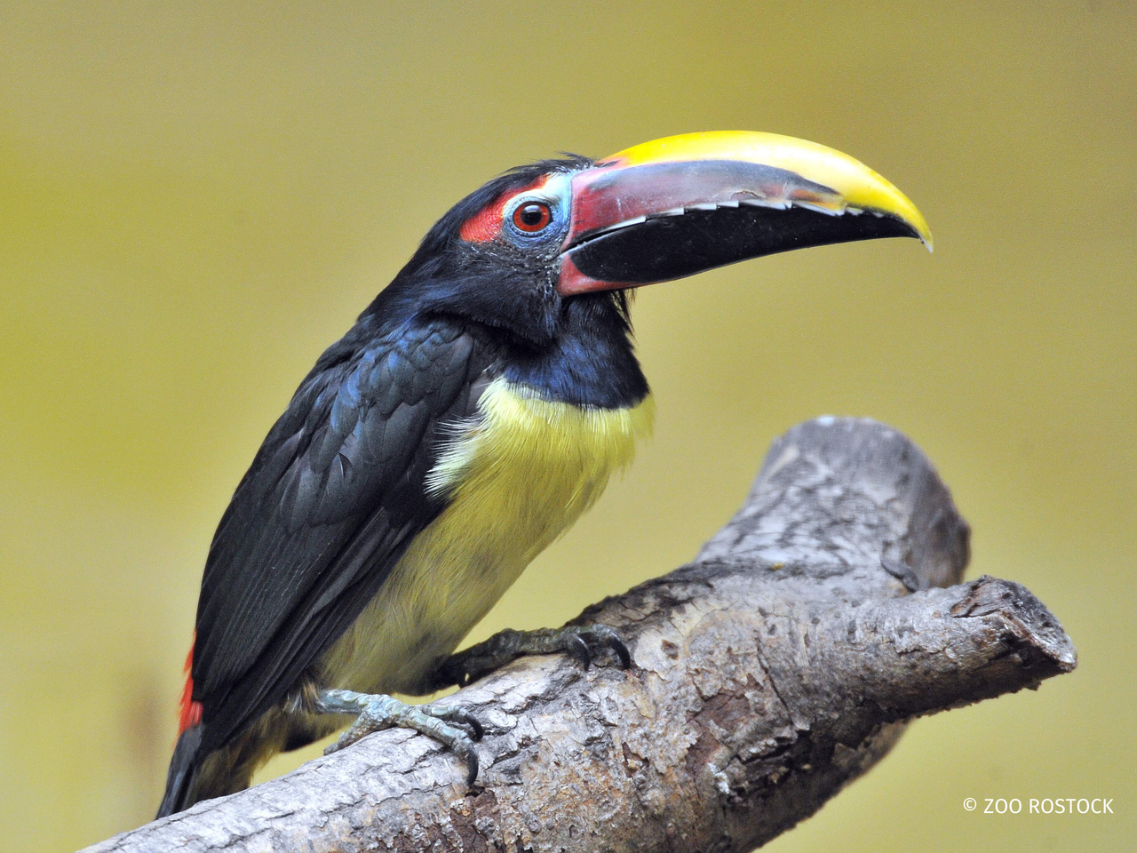 Zoo Rostock