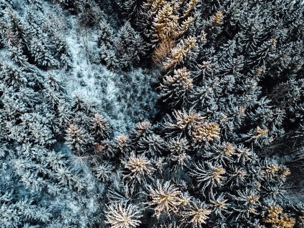 WinterAusspannen im Schwarzwald in Elzach-Oberprechtal Halbpension Plus