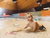 2 Kinder GRATIS! 3 Tage Familien-Thermenurlaub in Slowenien inkl. Soft All Inclusive