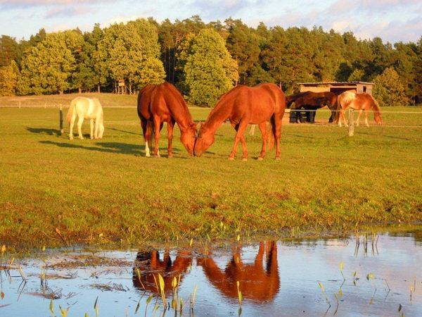 Das Glück dieser Erde liegt auf dem Rücken der Pferde in Schorfheide Halbpension