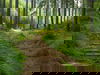 All Inclusive-5 Tage im Ferien Hotel / Thüringer Wald