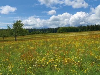 Fern der Hektik im Schwarzwald