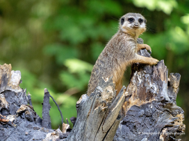 Serengeti-Park Hodenhagen mit Ticket und Hotel