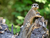 Serengeti-Park Hodenhagen mit Ticket und Hotel