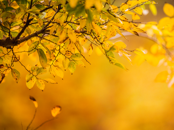 Herbstglück Deluxe