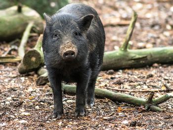 Wildpark Schloss Ortenburg