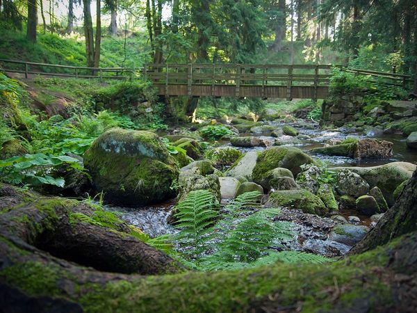 5 Tage große Alltagspause inkl. HP Plus in Ellrich Halbpension Plus