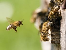 3 Tage honigsüße Familienzeit an der Ostsee