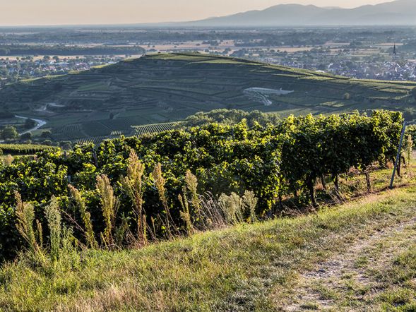 5=4 Wandern & Wein am Kaiserstuhl - inkl. Weinverkostung beim Winzer
