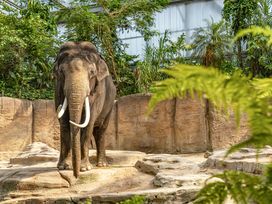6 Tage am Wildlands Zoo – City & Tierwelt erleben
