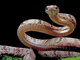 Wanderurlaub Pfälzerwald inkl. Halbpension | 5 Tage