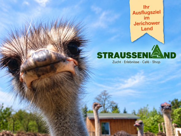 Straussenland Nedlitz bei Magdeburg mit Safariführung und Hotel