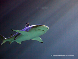 Tierpark und Tropen Aquarium Hagenbeck in Hamburg mit Hotel