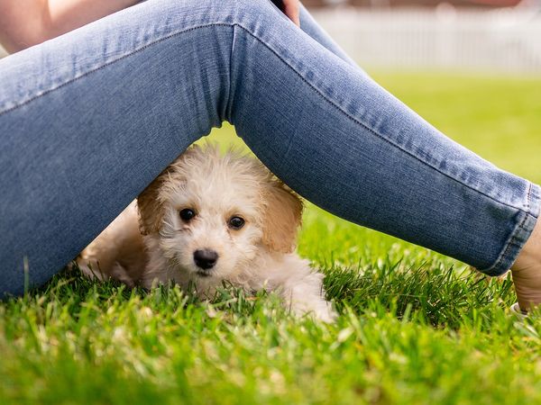 1 Woche Urlaub mit Hund in den Tiroler Bergen in Ehrwald Frühstück