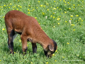 Wildpark Schloss Ortenburg