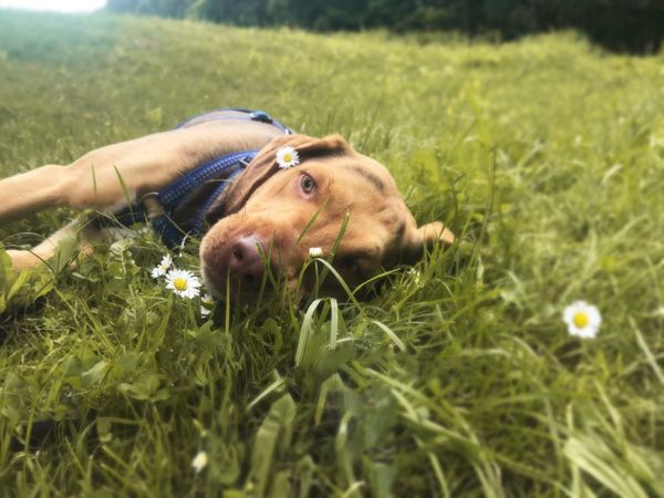 Auszeit für Sie & Ihren Hund, 2 Tage/1 Nacht in Baden bei Wien, Niederösterreich inkl. Halbpension