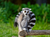Opel-Zoo Tickets mit Hotel