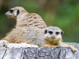 Serengeti Park Hodenhagen mit Hotel