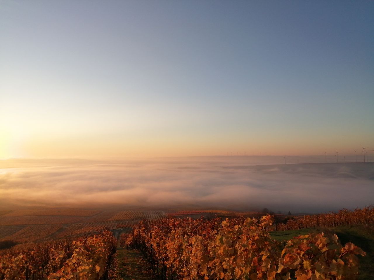 Winterliche Träumerei im Weinberg