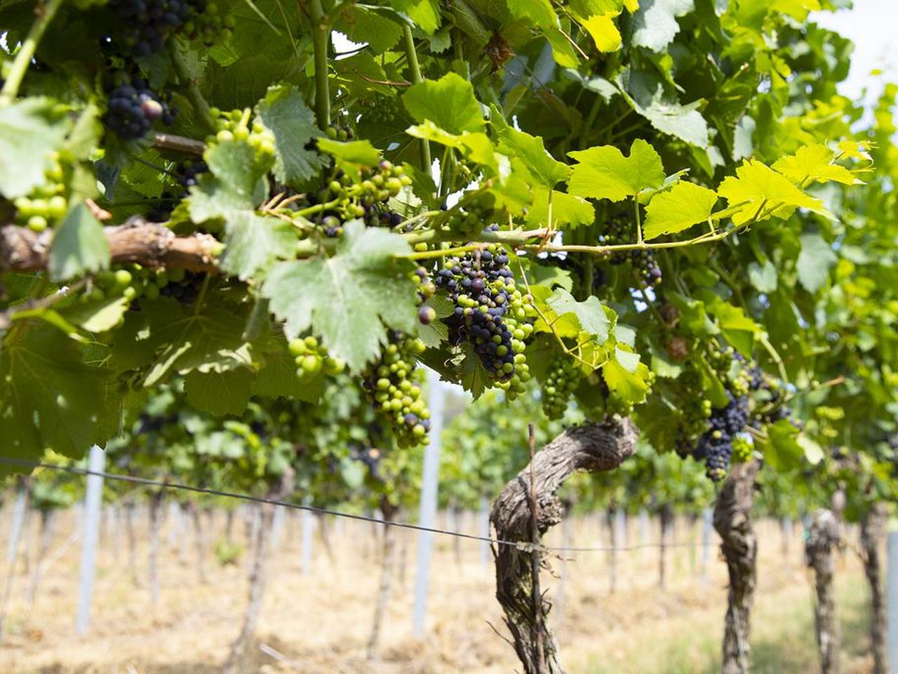 Auszeit mit Wein & Kulinarik - Freitags-Special
