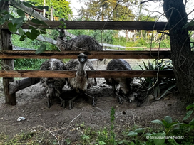 Straussenland Nedlitz bei Magdeburg mit Safariführung und Hotel