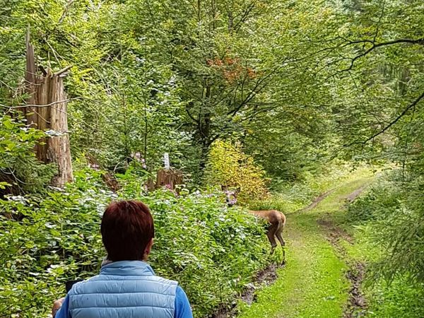 Wandern im Nationalpark Schwarzwald - 3 Tage inkl. Lunchpaket in Baiersbronn, Baden-Württemberg inkl. Halbpension Plus
