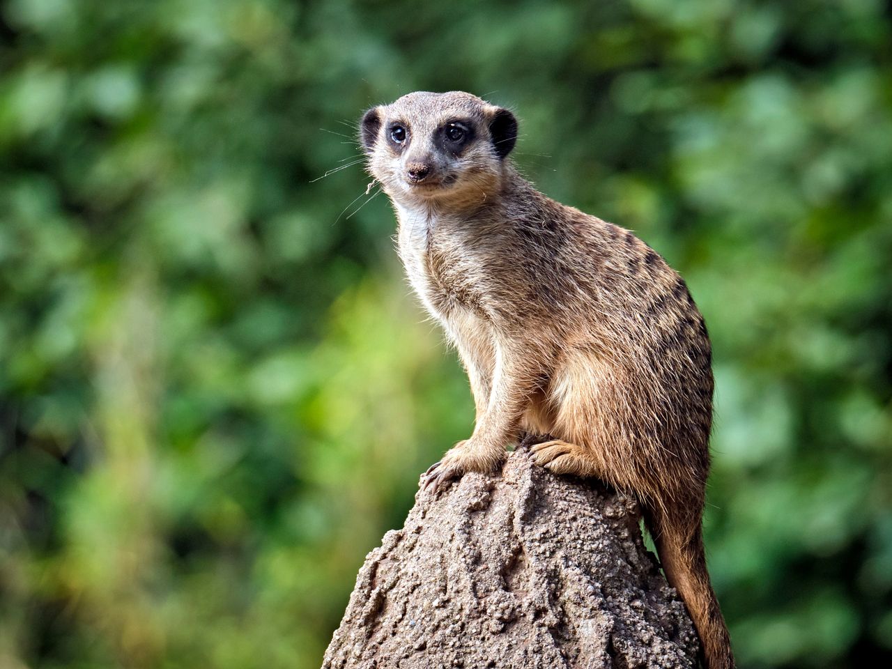 Auf Safari im Zoo Leipzig | 3 Tage Zooabenteuer