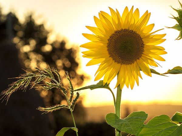 Rennsteiger Sommerschnäppchen – 3 Tage inkl. HP+ in Masserberg, Thüringen inkl. Halbpension Plus