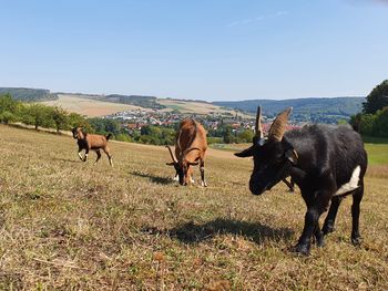 Körbchen voller Ostereier und Ostertage in Franken