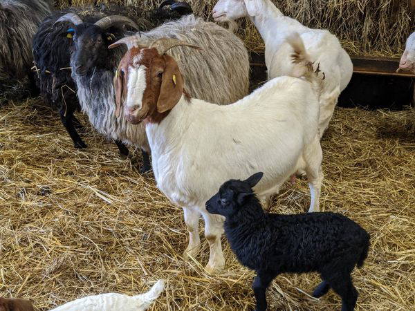 2 Tage Romantik im Landhaus in Bispingen, Niedersachsen inkl. Halbpension