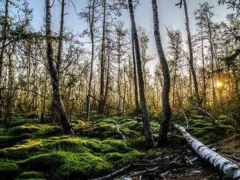 Romantikwochende im Südschwarzwald mit Massage