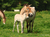 Tierpark Sababurg mit Hotel