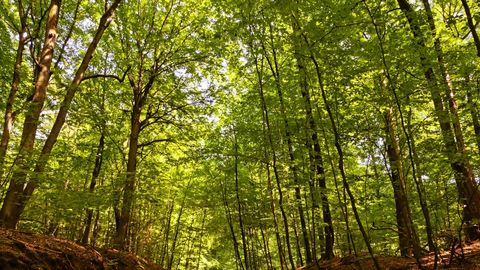 Serrahner Buchenwälder im Müritz-Nationalpark