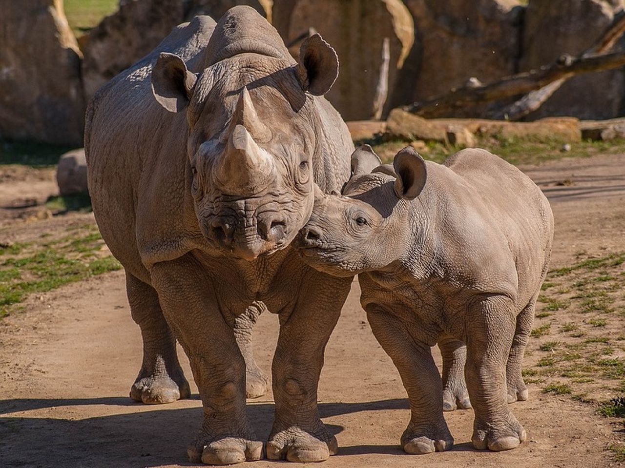 Tierisches Vergnügen: Zoo mit Gondwanaland - 5 Tage