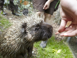 Zoo Schwerin mit Tageseintritt und Übernachtung