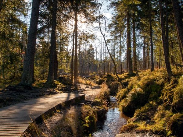 Wandern & Erholung im Harz: Mythen & Legenden, 4 Tage in Langelsheim, Niedersachsen inkl. Halbpension