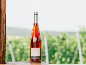 Wandererlebnis Rhein-Neckar – Weinberge & Entspannung