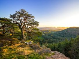 Wanderurlaub Pfälzerwald inkl. Halbpension | 5 Tage